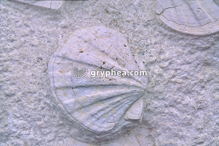 Pecten fossile (Coquille St Jacques) - gryphea.com